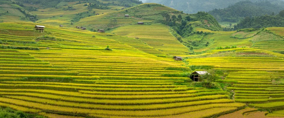 Xe giao gạo